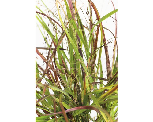 FloraSelf Vingergras Panicum virgatum 'Cheyenne Sky' potmaat Ø 19 cm H 10-80 cm