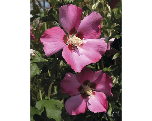 FloraSelf Altheastruik Hibiscus syriacus 'Woodbridge' potmaat 6 liter H 60-80 cm Close-up van twee roze hibiscusbloemen in de tuin