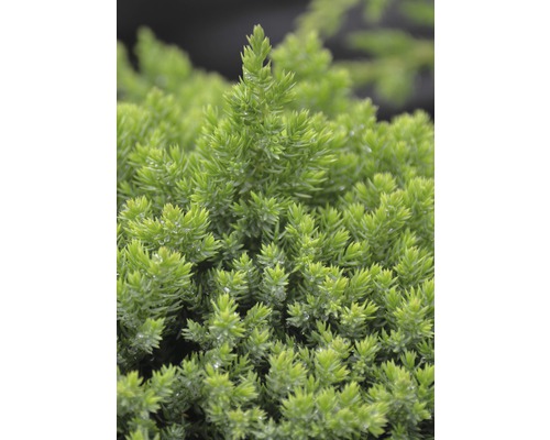 BOTANICO Jeneverbes Juniperus procumbens 'Nana' potmaat 3,7 liter H 30-40 cm Close-up van een dwergcypres