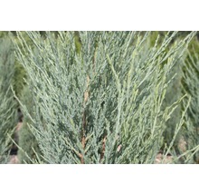 BOTANICO Jeneverbes Juniperus scopulorum 'Blue Arrow' potmaat 3,7 liter H 40-50 cm
