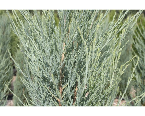 BOTANICO Jeneverbes Juniperus scopulorum 'Blue Arrow' potmaat 3,7 liter H 40-50 cm