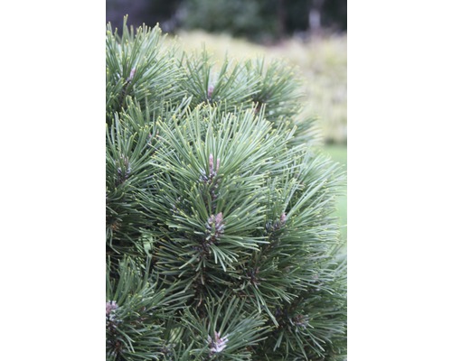 BOTANICO Den Pinus mugo 'Gnom' H 25 -30 cm