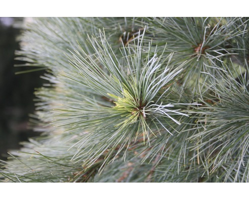 BOTANICO Den Pinus strobus 'Radiata' potmaat 10 liter H 40-50 cm