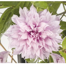 FLORASELF Klimplant clematis multi pink