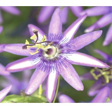 Close-up van een passiebloem
