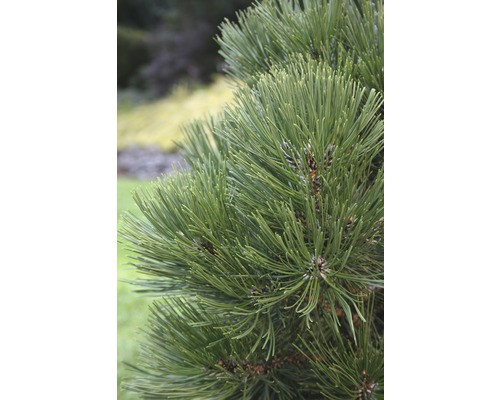 BOTANICO Den Pinus leucodermis 'Malink' H 25 - 30 cm