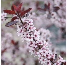 Tak met roze bloemen en donkerrode bladeren
