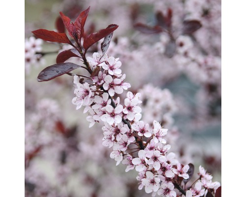 FLORASELF Sierpruim Prunus cistena H 100-125 cm