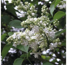 Close-up van witte seringenbloesem