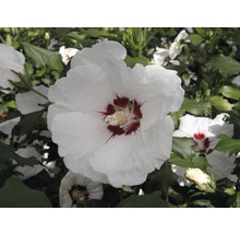 Close-up van een witte hibiscusbloem met rood centrum.