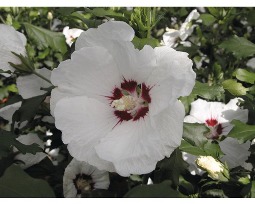 FloraSelf Altheastruik Hibiscus syriacus 'Red Heart' op stam potmaat 6 liter H 60-80 cm