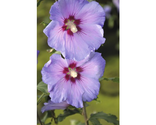 FloraSelf Altheastruik Hibiscus syriacus 'Marina' potmaat 6 liter H 60-80 cm