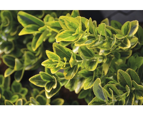 Groenblijvende kardinaalsmuts met bladeren