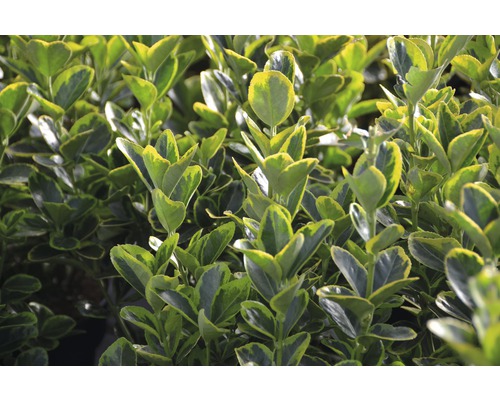 Groenblijvende kardinaalsmuts met bont blad