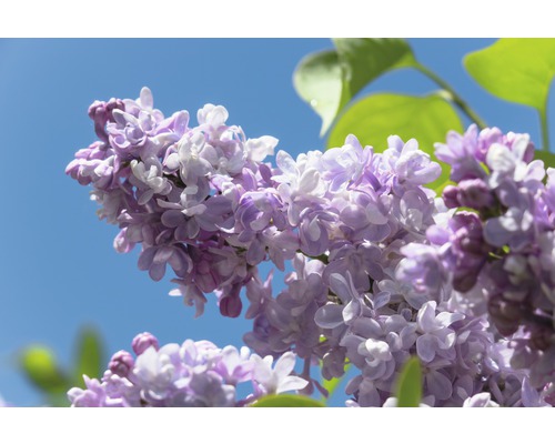 FLORASELF Sering Syringa vulgaris 'Beauty of Moscow'/'Schöne von Moskau' potmaat 10 L H 40-60 cm