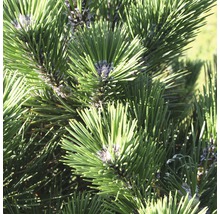 Close-up van dennennaalden