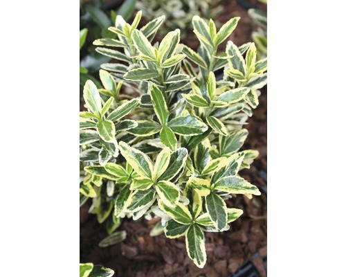 Groenblijvende kardinaalsmuts met groen-gele bladeren