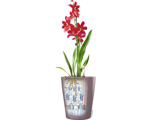 Orchidee in pot met irrigatiesysteem