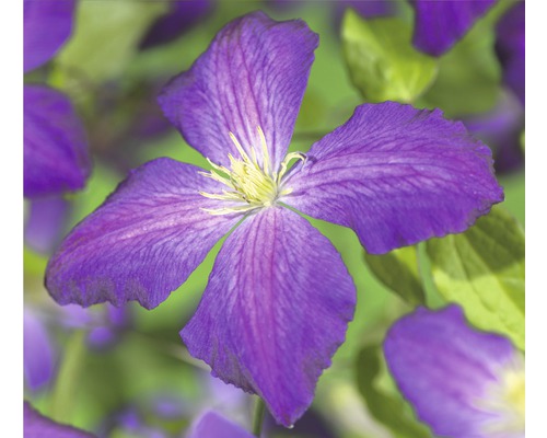 Close-up van een paarse Clematis bloem
