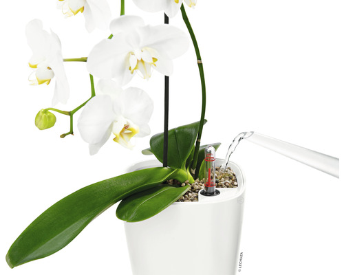 Orchidee in een witte bloempot met bewateringssysteem wordt bewaterd