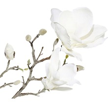 Decoratieve magnoliatak met bloemen en knoppen