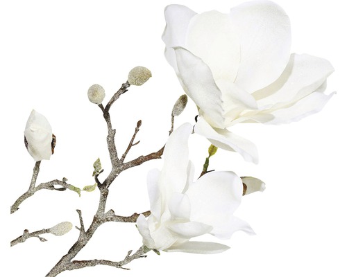 Decoratieve magnoliatak met bloemen en knoppen