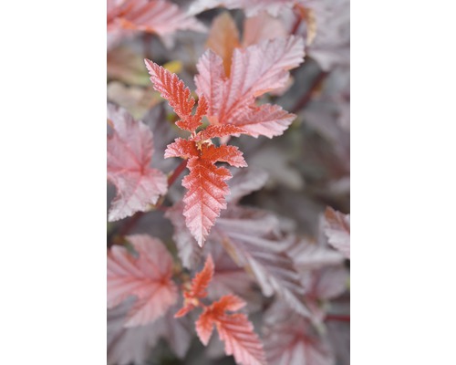 FloraSelf Blaasspirea Physocarpus opulifolius 'Lady in Red' potmaat 6 liter H 40-60 cm