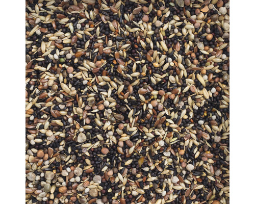 Close-up van vogelvoer met verschillende zaden