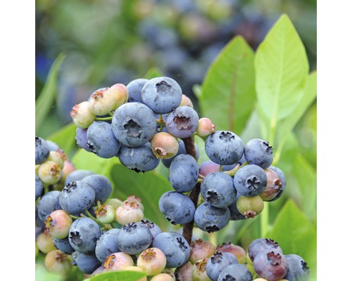 HOF:OBST Blauwe bes Vaccinium corymbosum 'Goldtraube' H 30-40 cm