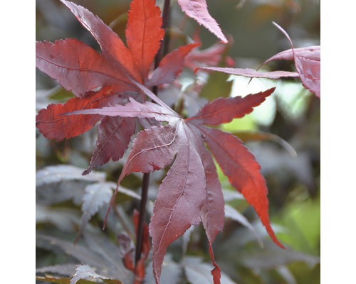 FLORASELF Japanse esdoorn Acer palmatum 'Bloodgood' potmaat 10 L H 80-100 cm Close-up van een Japanse esdoorn met bladeren