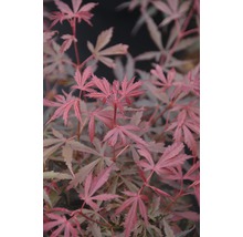 Japanse esdoorn met filigraan blad
