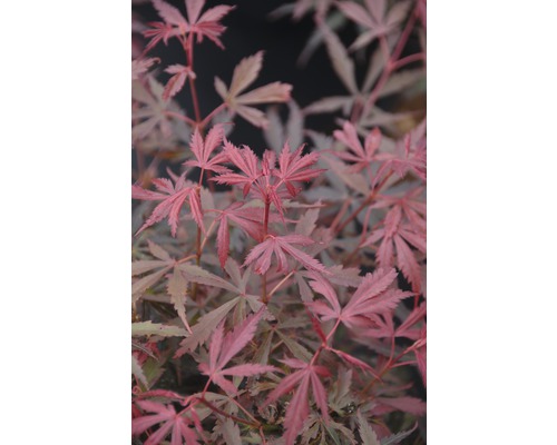 FLORASELF Japanse esdoorn Acer palmatum 'Jerre Schwartz' potmaat 10 L H 80-100 cm