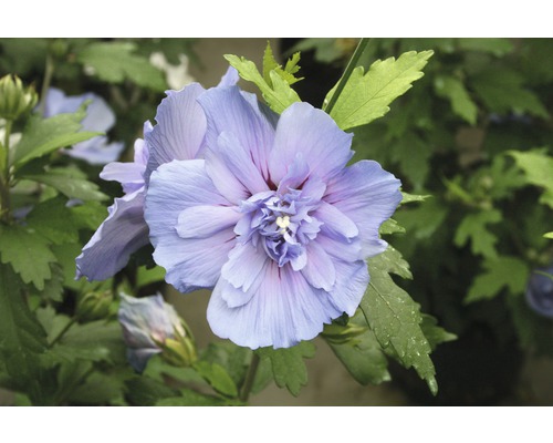 FloraSelf Altheastruik Hibiscus syriacus 'Blue Chiffon' potmaat 4,5 liter H 50-60 cm