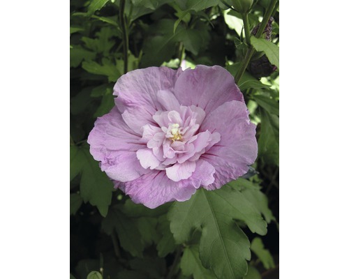 FloraSelf Altheastruik Hibiscus syriacus 'Lavender Chiffon' ® potmaat 4,5 liter H 50-60 cm