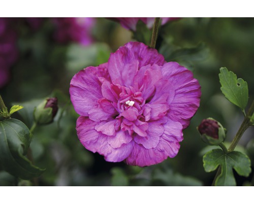 FloraSelf Altheastruik Hibiscus syriacus 'Magenta Chiffon' potmaat 4,5 liter H 50-60 cm