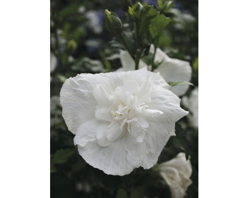FloraSelf Altheastruik Hibiscus syriacus 'White Chiffon' potmaat 4,5 liter H 50-60 cm