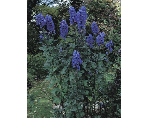 Tuinscene met bloeiende monnikskap