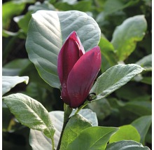 Magnoliabloem met bladeren