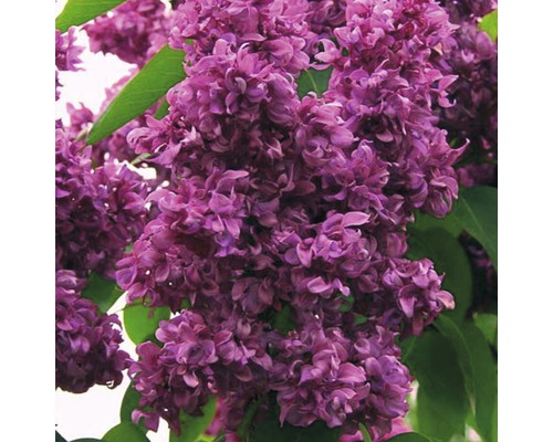 FLORASELF Sering Syringa vulgaris 'Mrs. Edward Harding' potmaat 10 L H 60-80 cm Close-up van een lila seringbloem