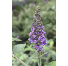 FLORASELF Vlinderstruik Buddleja davidii POQUITO ® Lavender Cupcake ® potmaat 4,5 liter H 40 cm