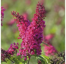 Vlinderstruik met bloemen