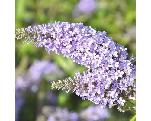 FLORASELF Vlinderstruik Buddleja davidii Monarch Glass Slippers ® H 40 cm Bloeiwijze van een vlinderstruikplant