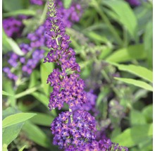 Vlinderstruik met bloemen