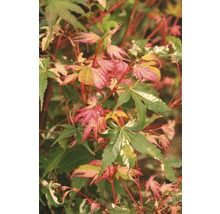 Close-up van een Japanse esdoorn met rood en groen blad.