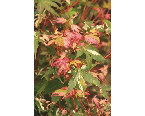 FLORASELF Japanse esdoorn Acer palmatum 'Oridono Nishiki' potmaat 10 L H 80-100 cm