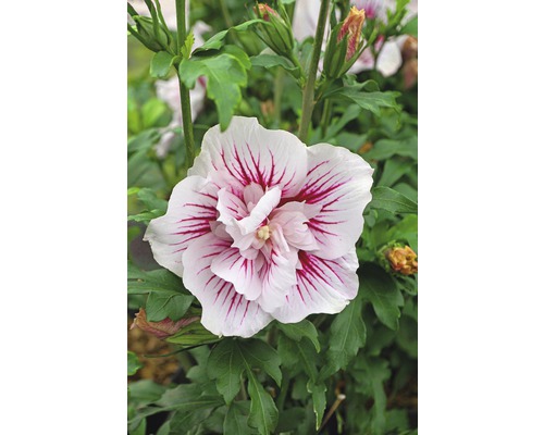 FloraSelf Altheastruik Hibiscus syriacus 'Starburst Chiffon' potmaat 4,5 liter H 50-60 cm