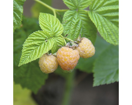 HOF:OBST Framboos Rubus idaeus 'Autumn Sun' ® H 30-40 cm