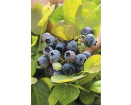 BRAZELBERRY Blauwe bes Vaccinium BrazelBerry ® 'Pink Breeze' ® H 20-25 cm Close-up van blauwe bessen aan een struik.