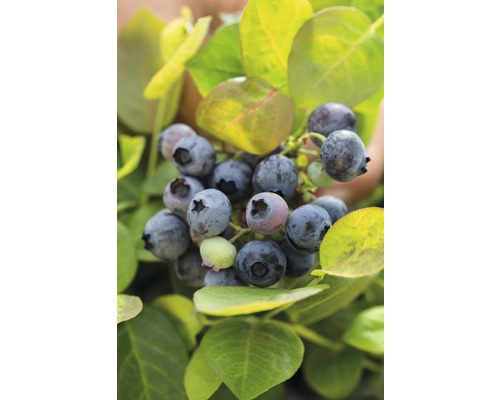 BRAZELBERRY Blauwe bes Vaccinium BrazelBerry ® 'Pink Breeze' ® H 20-25 cm