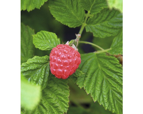 BRAZELBERRY Framboos Rubus BrazelBerry ® 'Raspberry Shortcake' ® H 25-30 cm